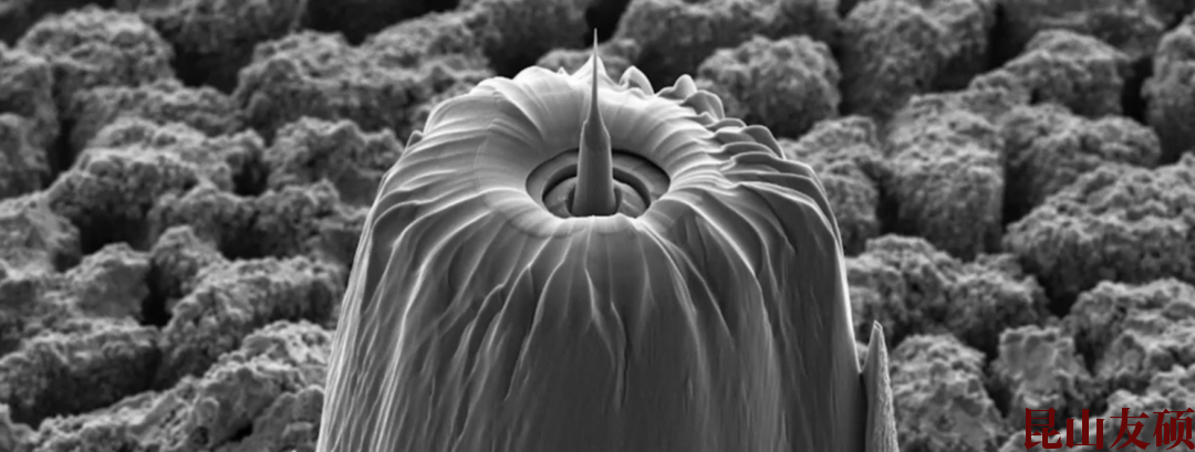 昆明蔡司昆明X射线显微镜